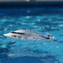 Jet Jam 12" Self-Righting Pool Racer Brushed RTR, White